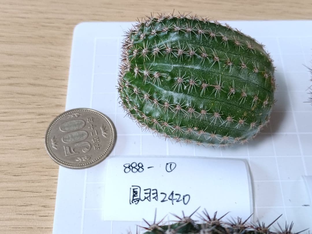 888-YU商品　花サボテン