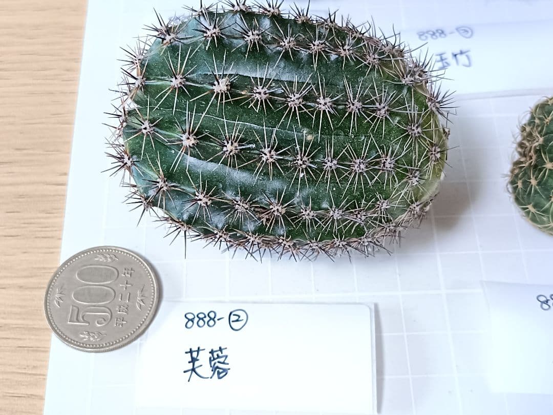 888-YU商品　花サボテン