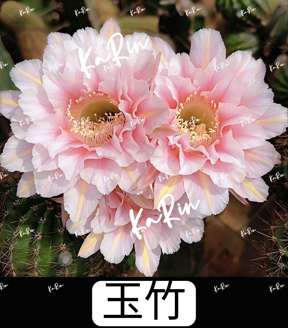 888-YU商品　花サボテン