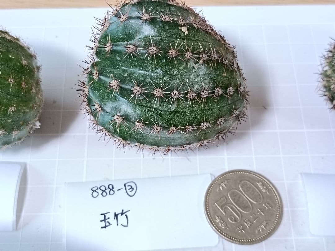 888-YU商品　花サボテン