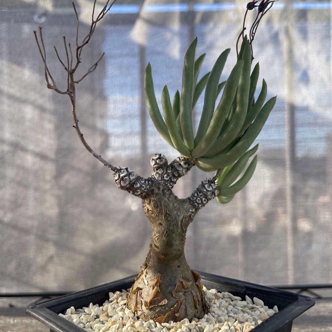 チレコドン ペアルソニー 3年管理 冬型 塊根植物 多肉