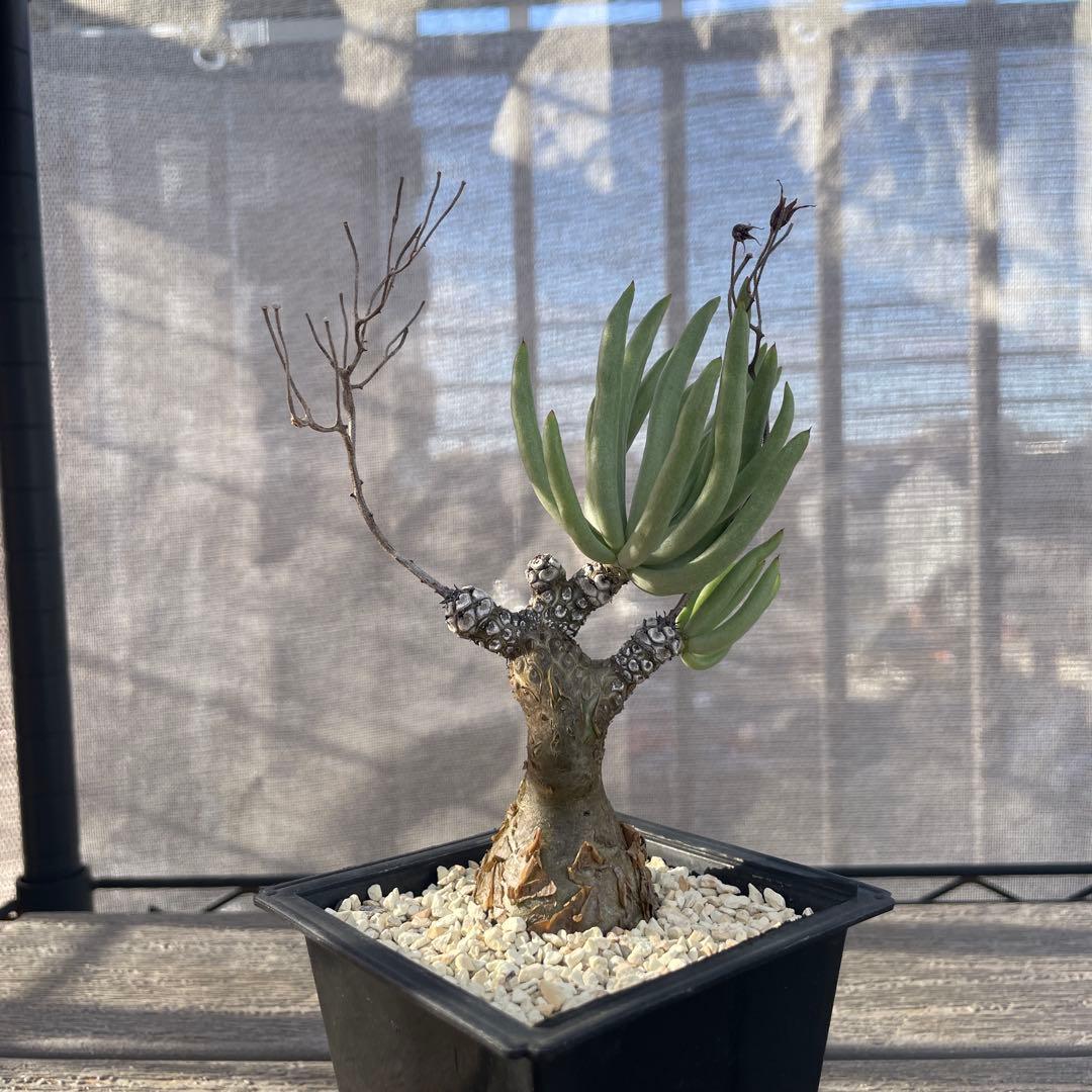 チレコドン ペアルソニー 3年管理 冬型 塊根植物 多肉