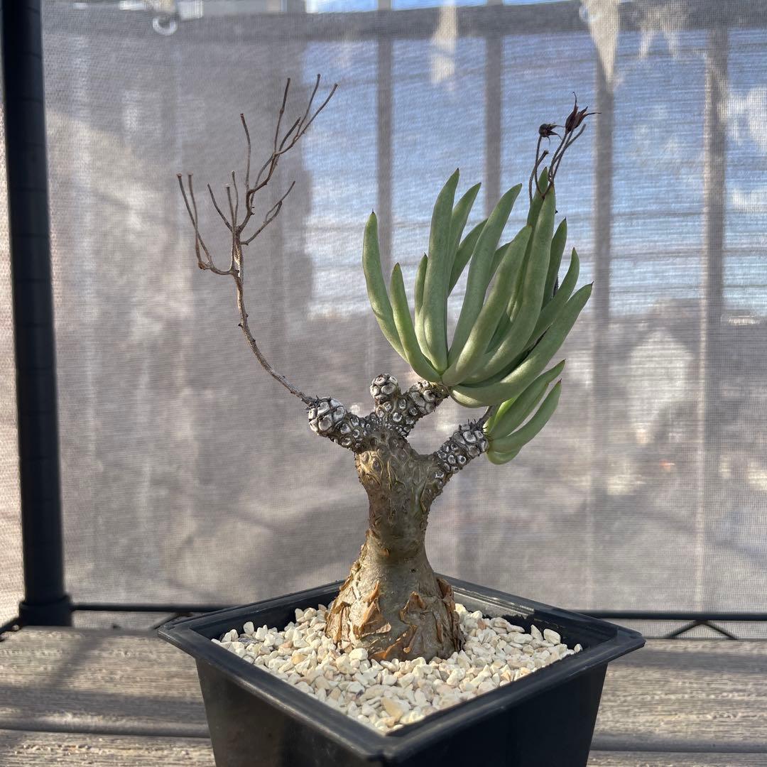 チレコドン ペアルソニー 3年管理 冬型 塊根植物 多肉