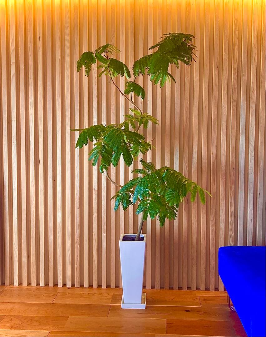 エバーフレッシュ ACTUS購入品／高さ160cm・室内育成・美形株