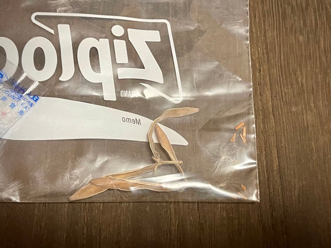 パキポディウム 種子 自家採種 4種 グラキリス 恵比寿笑い 大黒 マカイ