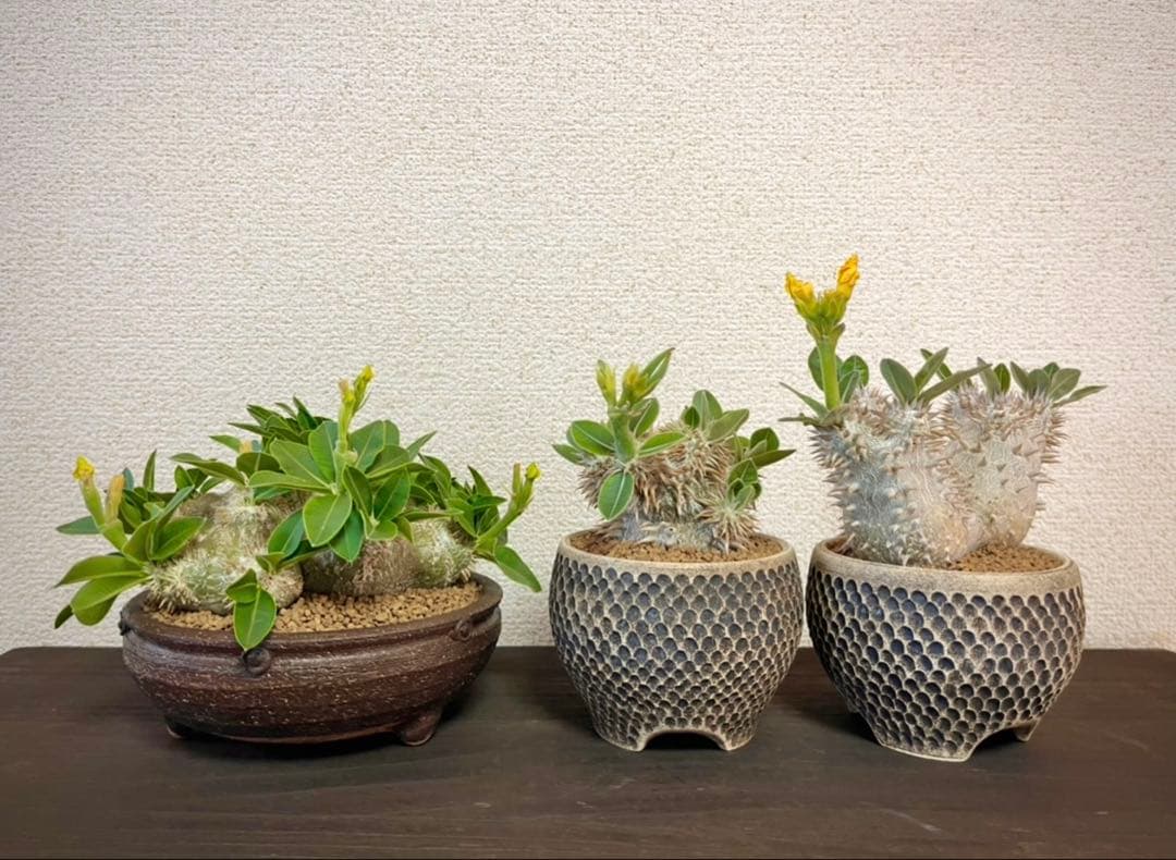 パキポディウム 種子 自家採種 4種 グラキリス 恵比寿笑い 大黒 マカイ