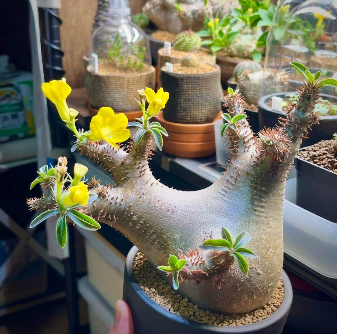 パキポディウム 種子 自家採種 4種 グラキリス 恵比寿笑い 大黒 マカイ