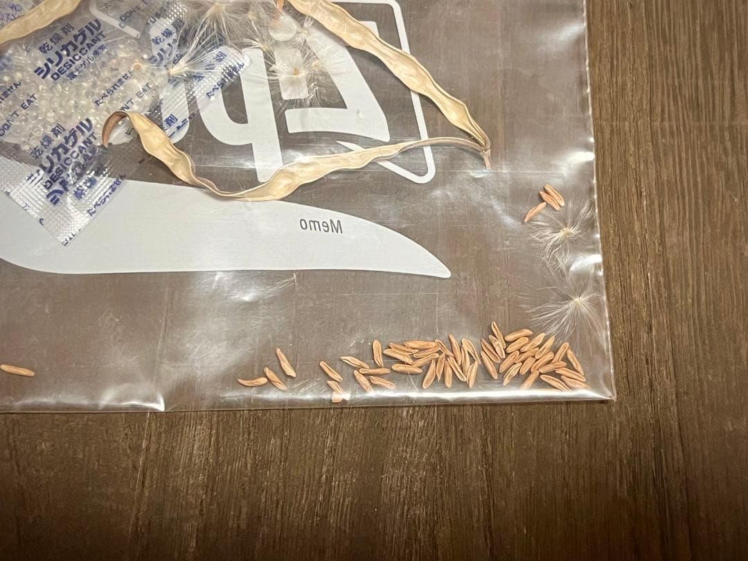 パキポディウム 種子 自家採種 4種 グラキリス 恵比寿笑い 大黒 マカイ