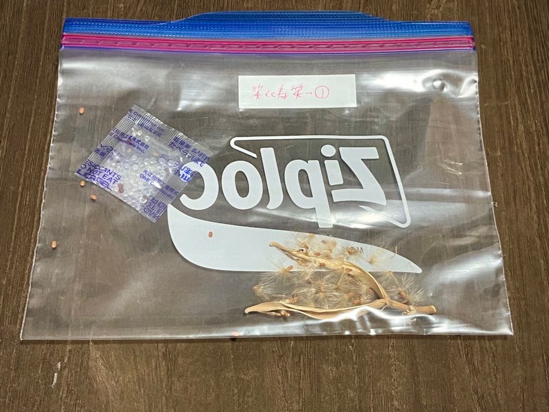 パキポディウム 種子 自家採種 4種 グラキリス 恵比寿笑い 大黒 マカイ