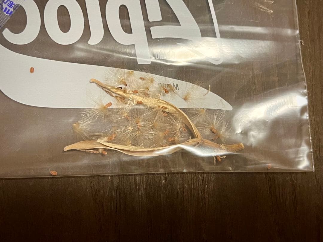 パキポディウム 種子 自家採種 4種 グラキリス 恵比寿笑い 大黒 マカイ