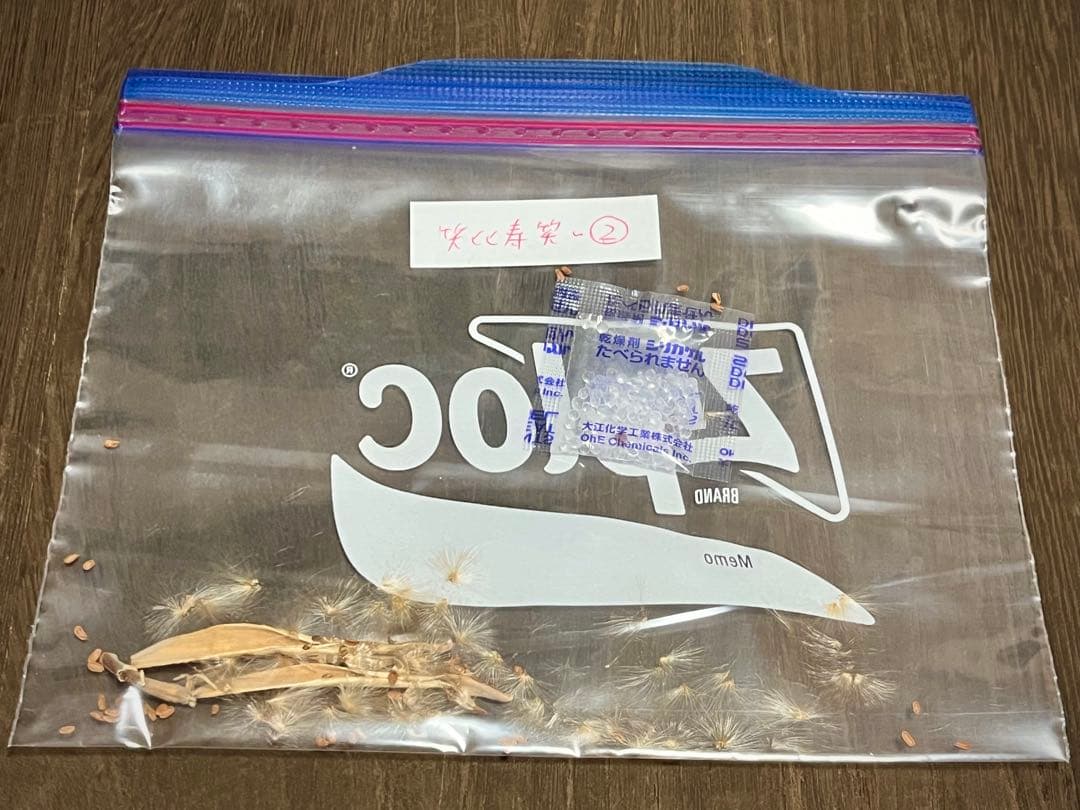 パキポディウム 種子 自家採種 4種 グラキリス 恵比寿笑い 大黒 マカイ