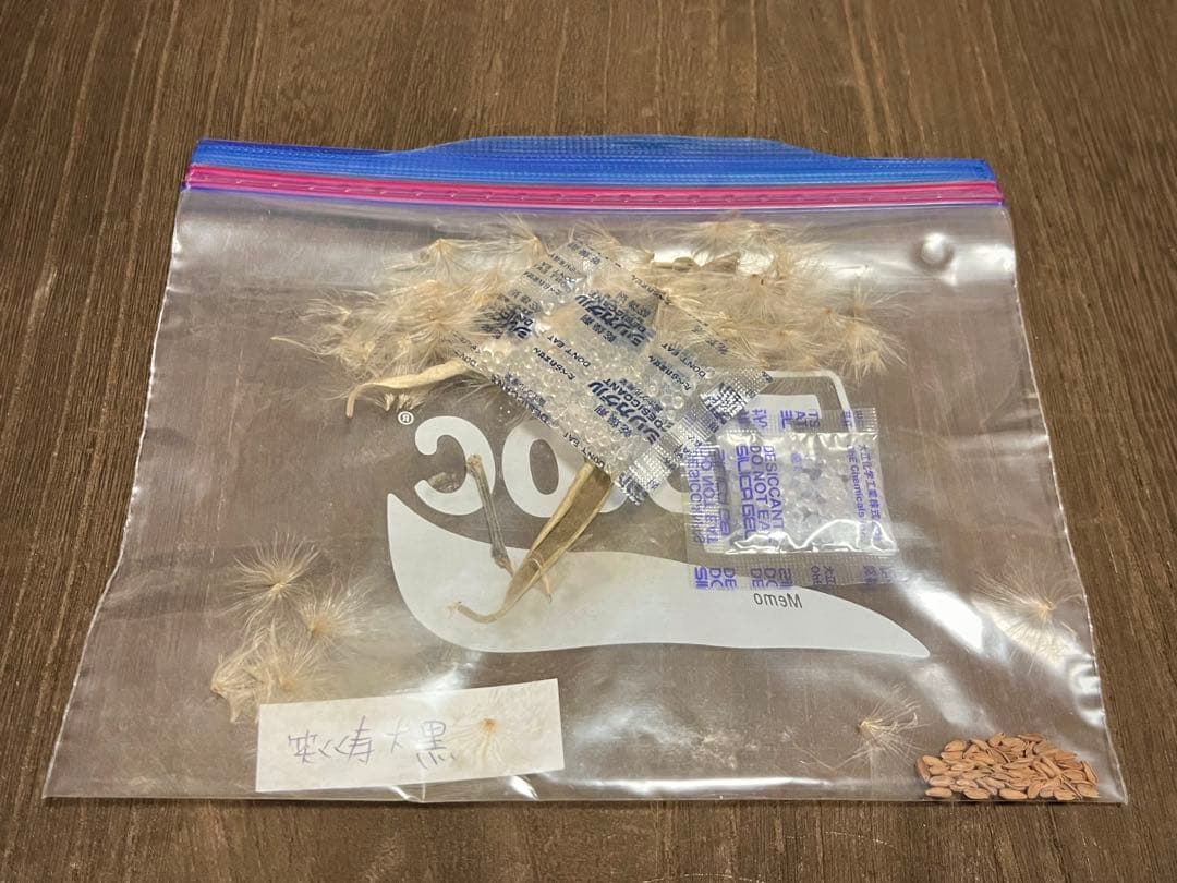 パキポディウム 種子 自家採種 4種 グラキリス 恵比寿笑い 大黒 マカイ