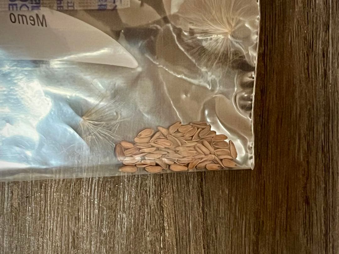 パキポディウム 種子 自家採種 4種 グラキリス 恵比寿笑い 大黒 マカイ