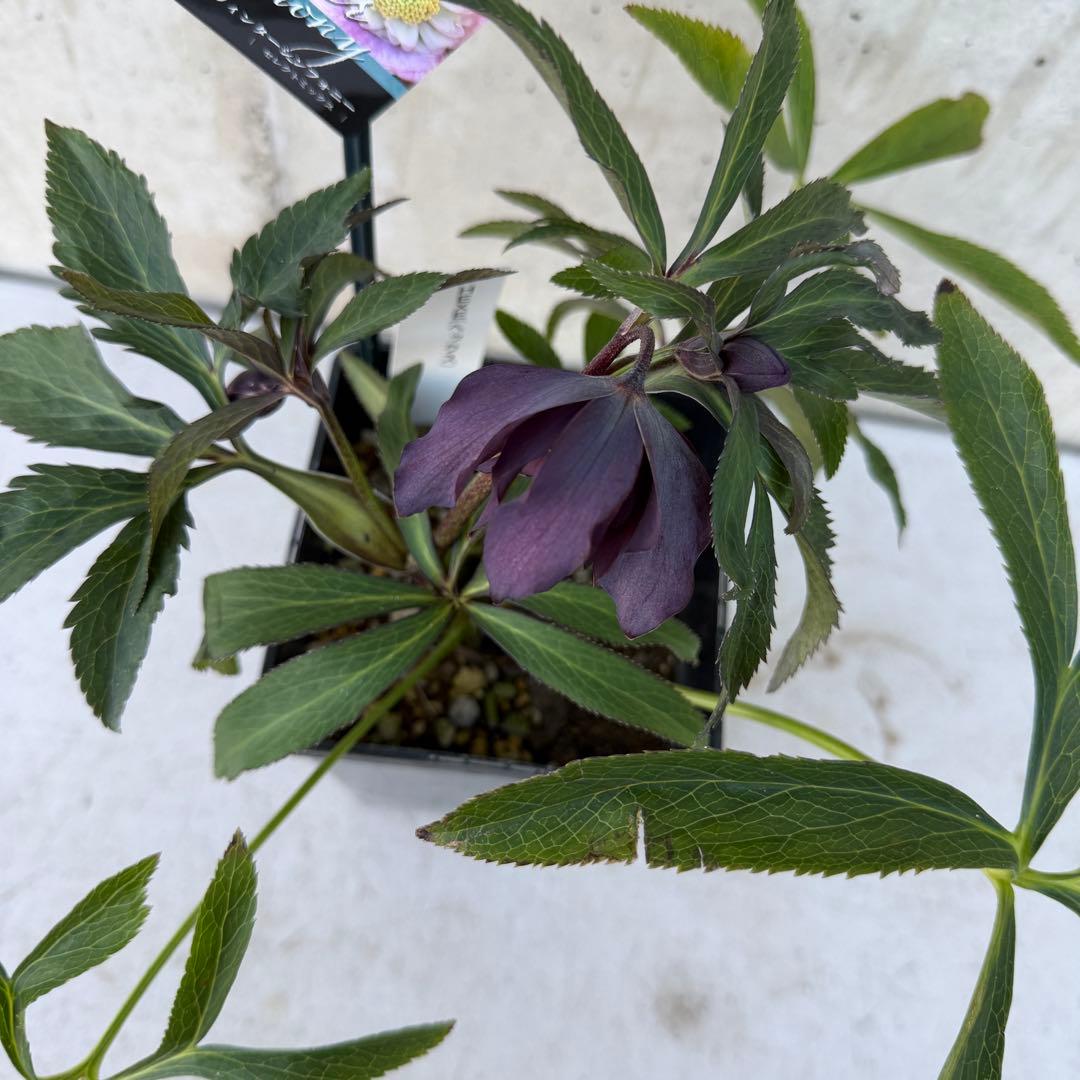 クリスマスローズ　ヘックス　ウィンターシンフォニー