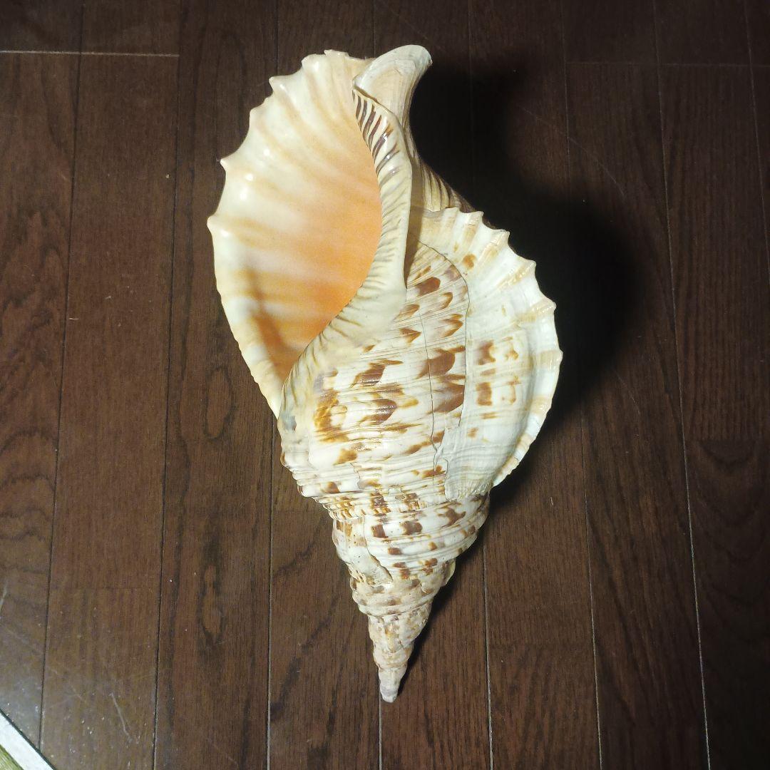 法螺貝 特大 42cm 1871.3Kg 超希少価値✨