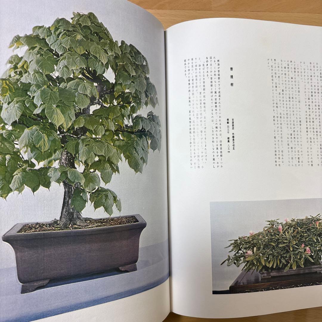 日本盆栽大観 日本盆栽協会 初版