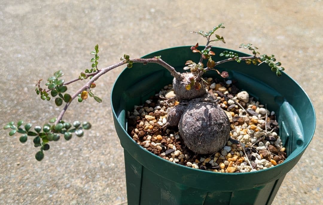 オペルクリカリア・パキプス　根挿し株