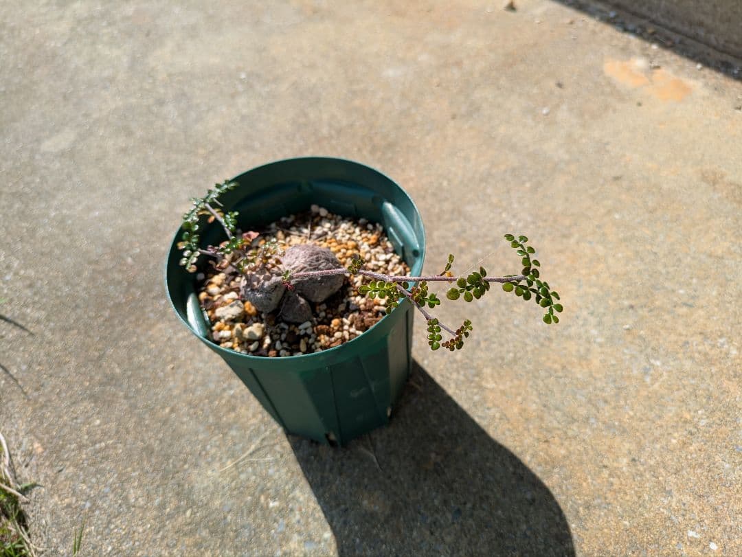 オペルクリカリア・パキプス　根挿し株