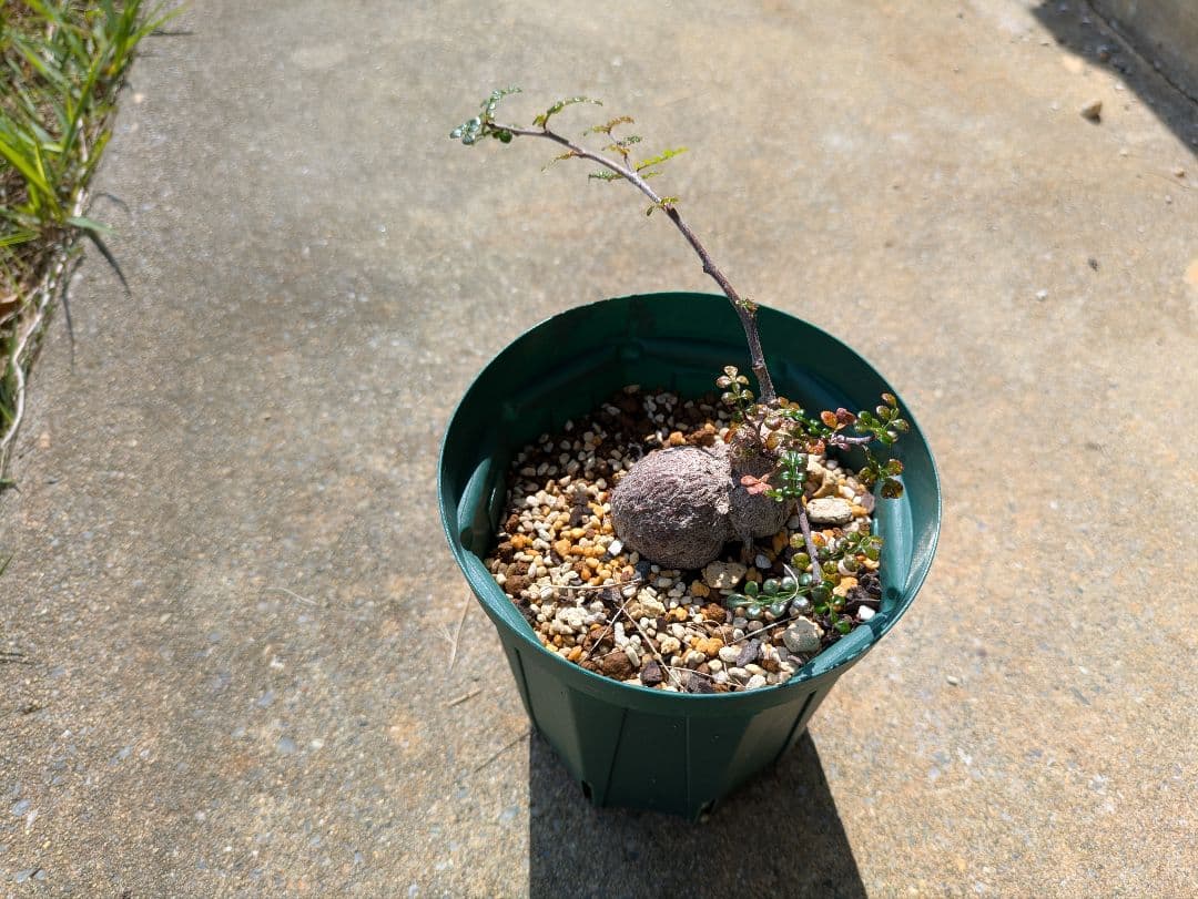 オペルクリカリア・パキプス　根挿し株