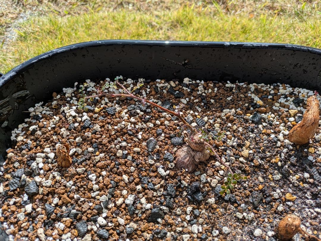 オペルクリカリア・パキプス　根挿し株