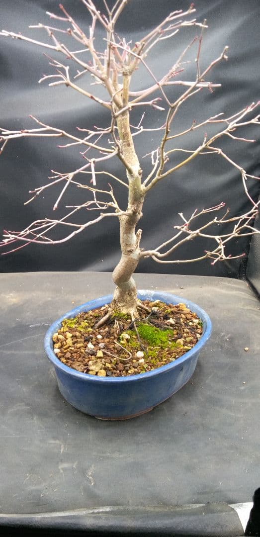 貴風盆栽山紅葉