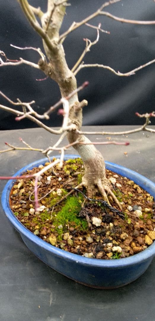 貴風盆栽山紅葉