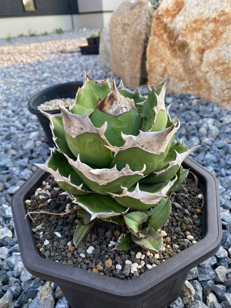 アガベ　チタノタ　白犀牛