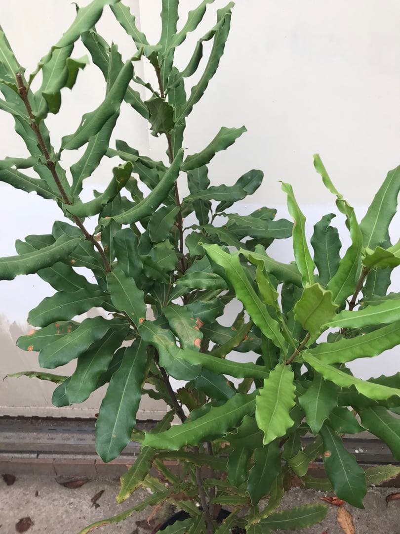 マカダミアナッツ　クーパー　実生苗