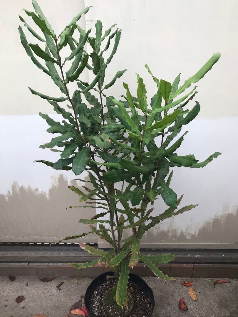 マカダミアナッツ　クーパー　実生苗