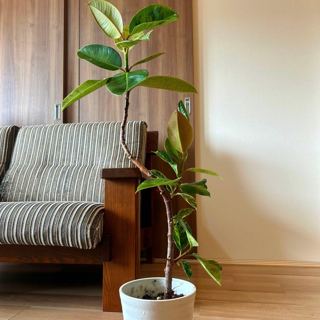 フィカス ジン 曲がり 極上 観葉植物 インテリア