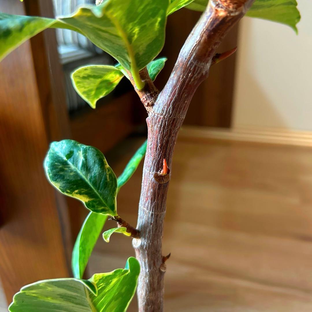 フィカス ジン 曲がり 極上 観葉植物 インテリア