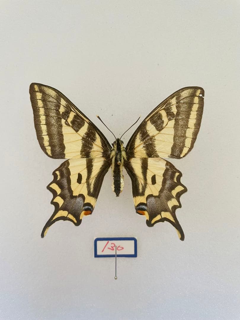 パピリオ・アレクサノール（1オス、フランス/アルプス産）