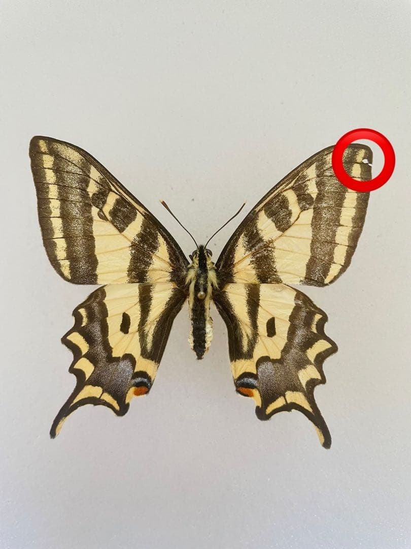 パピリオ・アレクサノール（1オス、フランス/アルプス産）