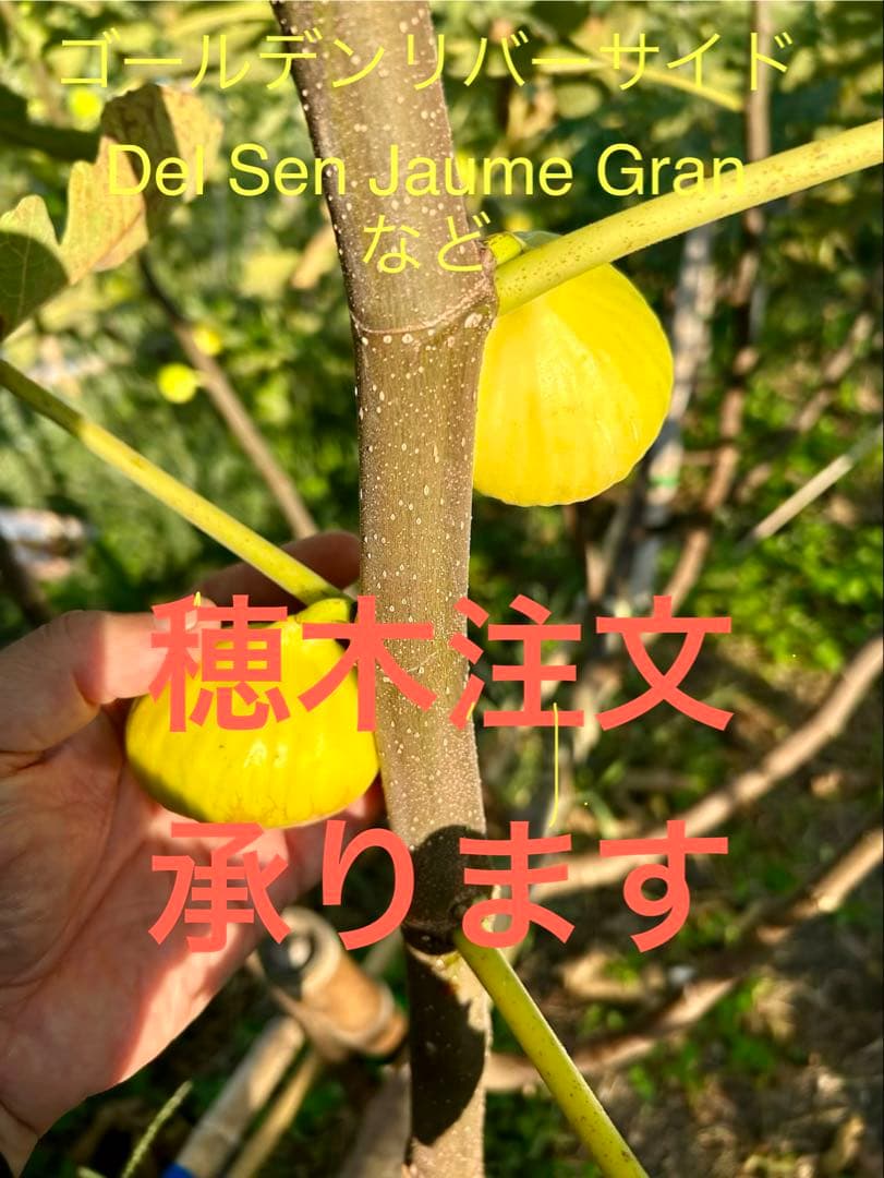 イチジク穂木色々