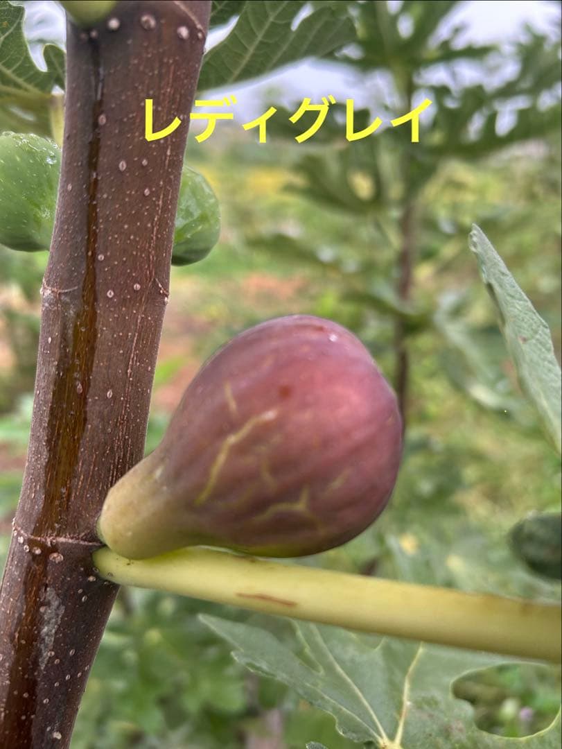 イチジク穂木色々