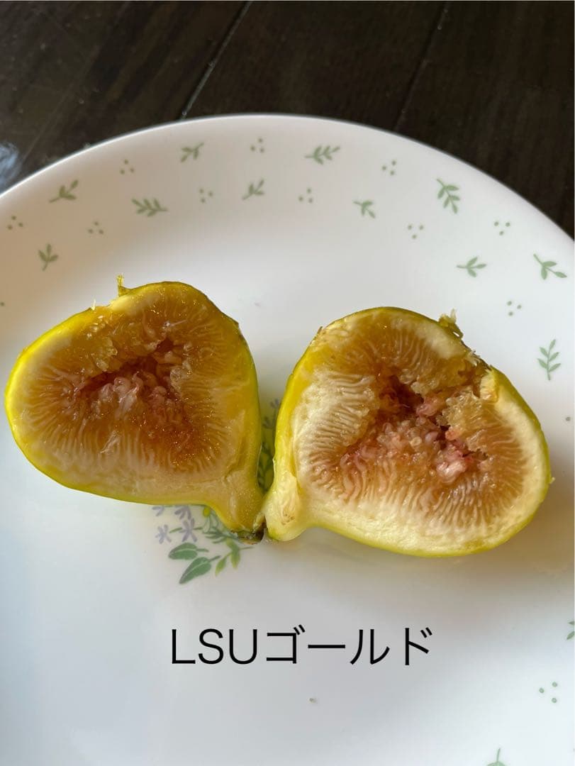 イチジク穂木色々