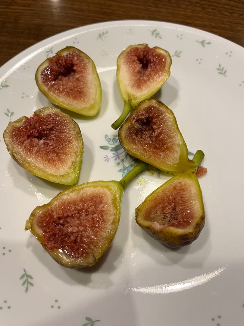 イチジク穂木色々
