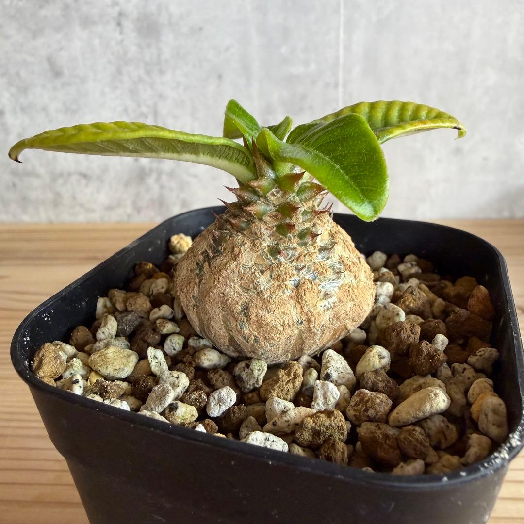 パキポディウムウィンゾリー 国内実生株