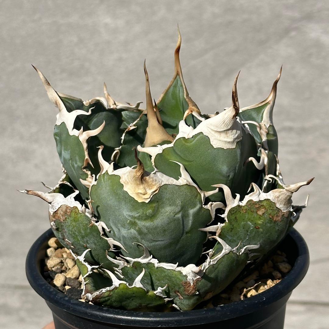 アガベ　チタノタ　悪魔くん