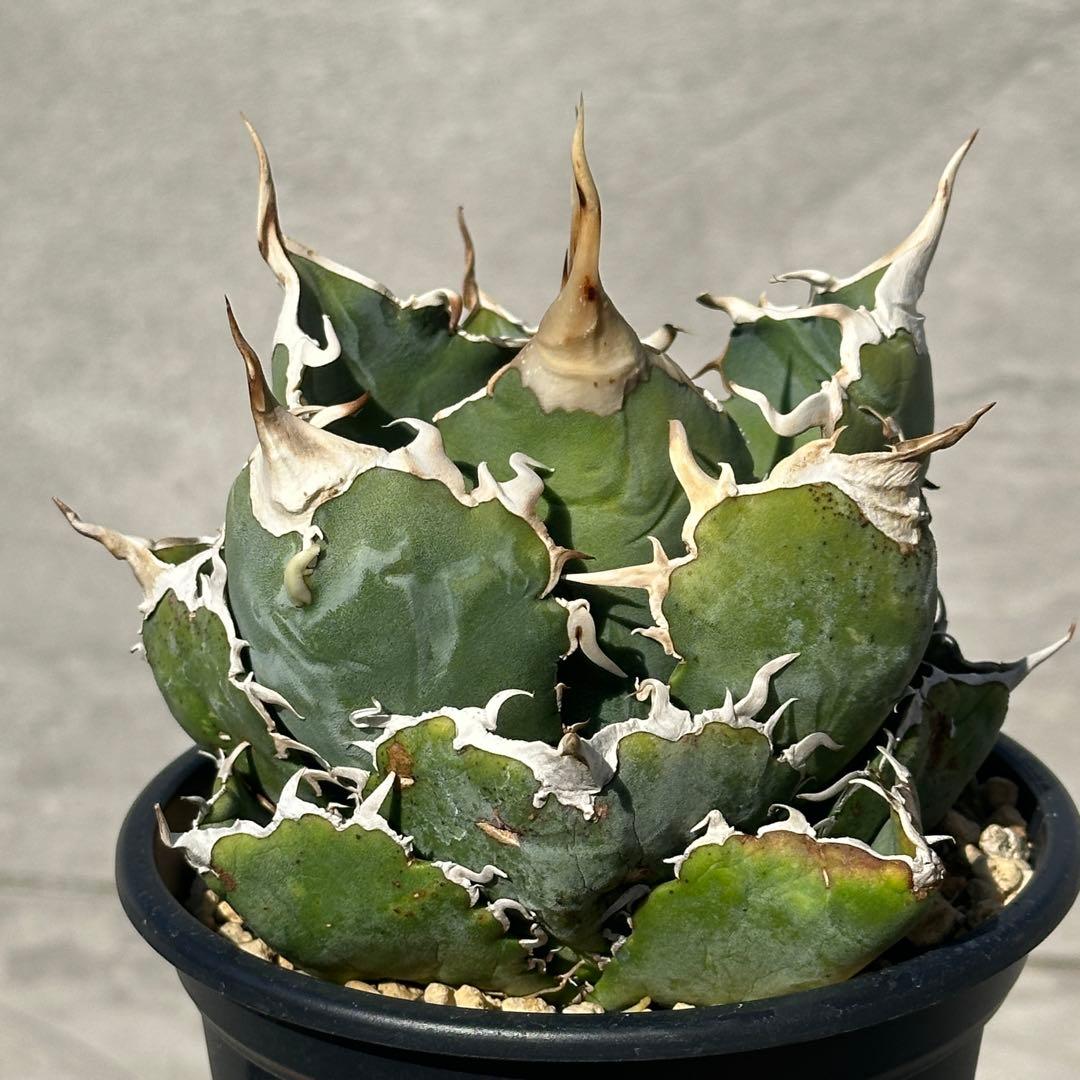 アガベ　チタノタ　悪魔くん