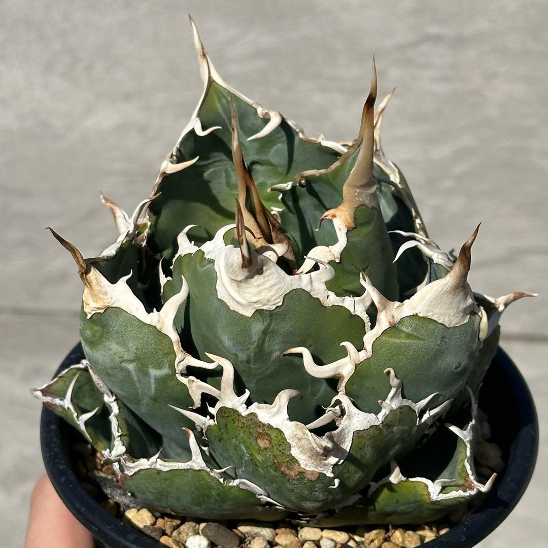 アガベ　チタノタ　悪魔くん