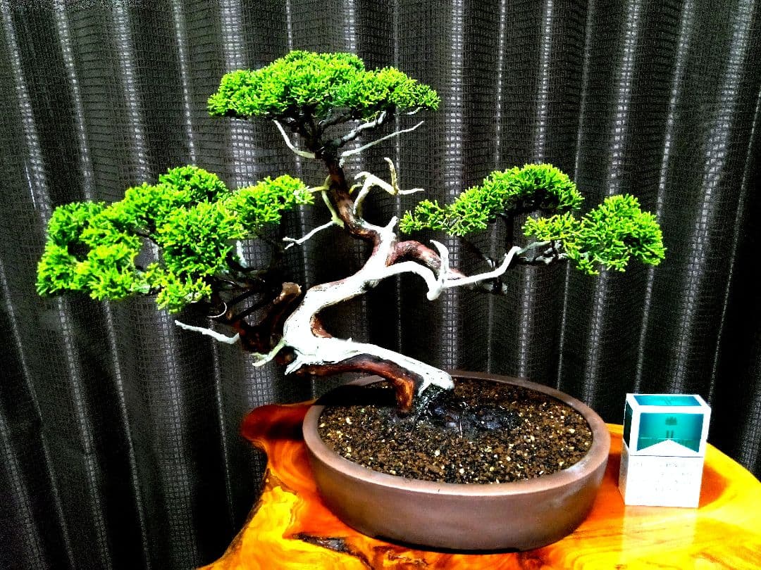 【中品　糸魚川真柏盆栽】　　　山採りじゃないの❓セール ★あきちゃん様…専用★