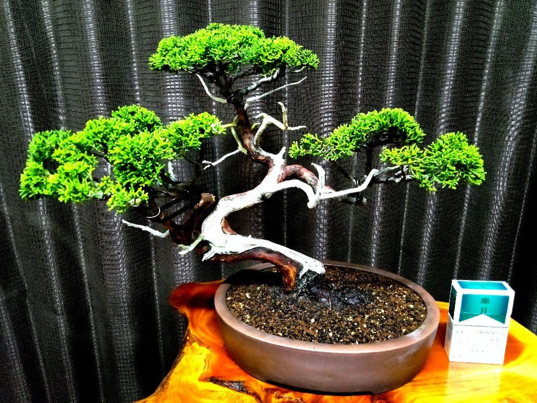 【中品　糸魚川真柏盆栽】　　　山採りじゃないの❓セール ★あきちゃん様…専用★