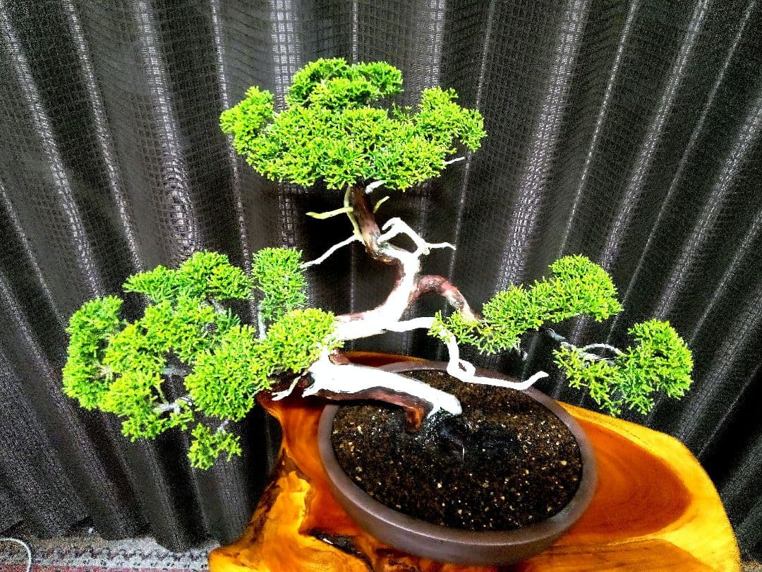 【中品　糸魚川真柏盆栽】　　　山採りじゃないの❓セール ★あきちゃん様…専用★