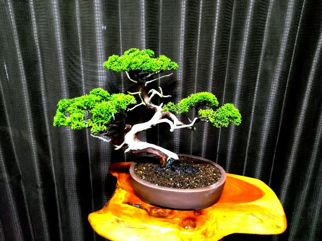 【中品　糸魚川真柏盆栽】　　　山採りじゃないの❓セール ★あきちゃん様…専用★