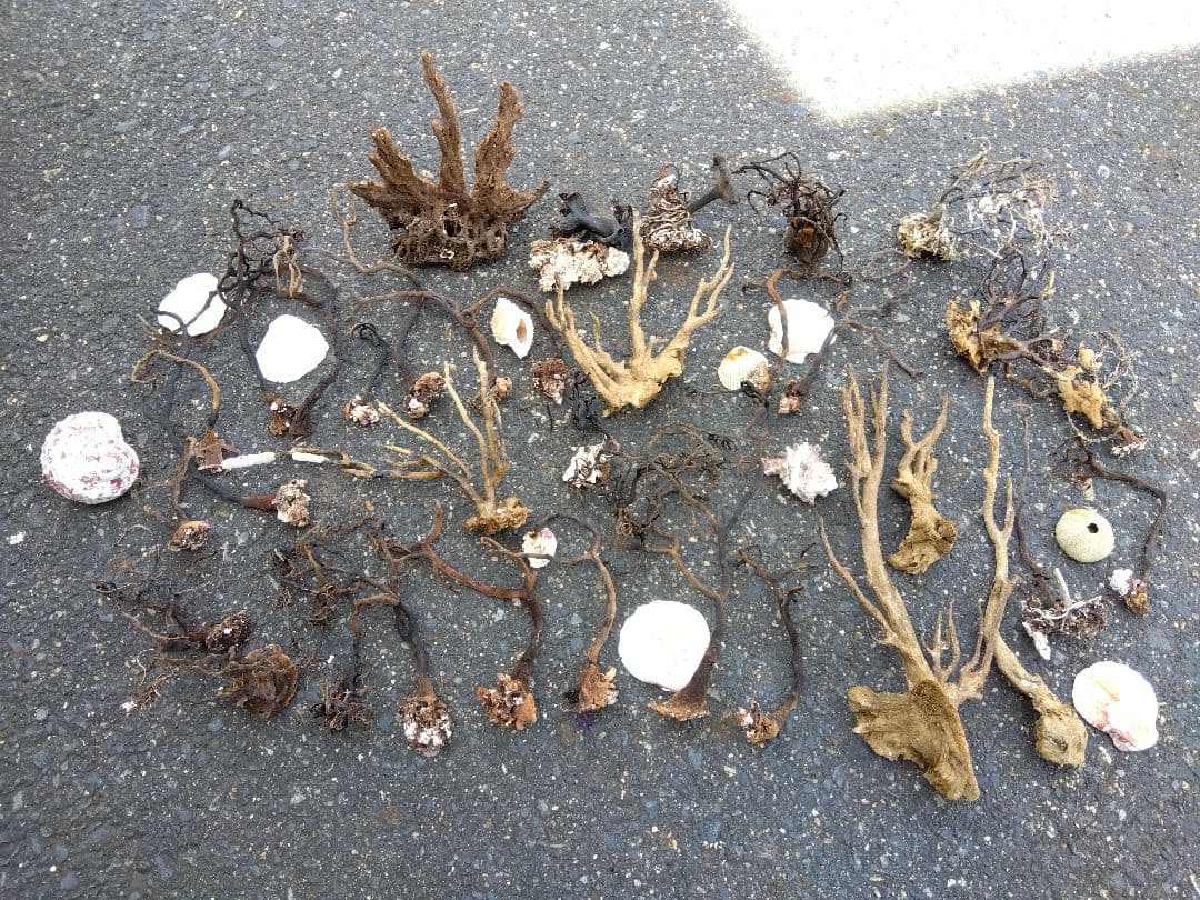 アクアリウム　インテリア　ウミウチワ　工作　造形　天然素材　塩抜き　海からの贈物