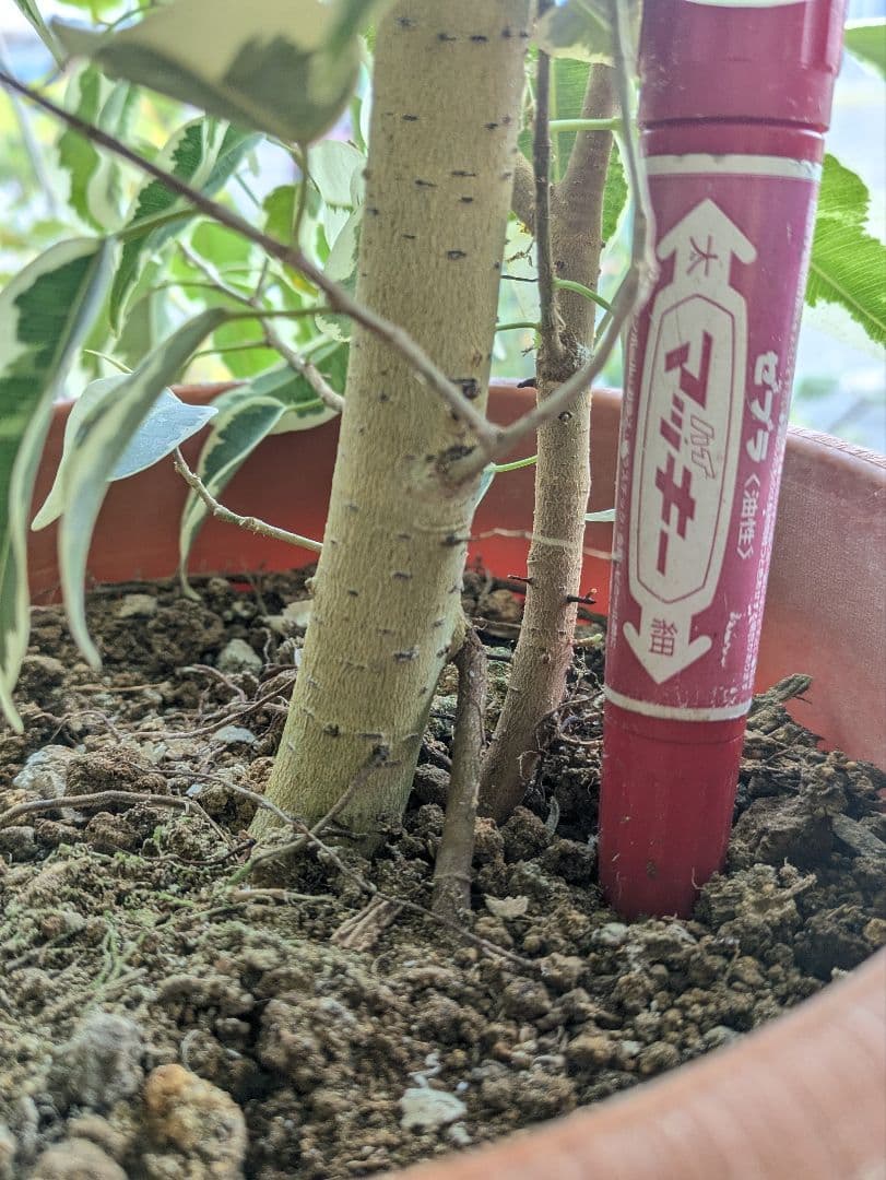 ❀Mints プロフ見て下さい¨̮♡︎様❀ フィカスベンジャミンスターライト