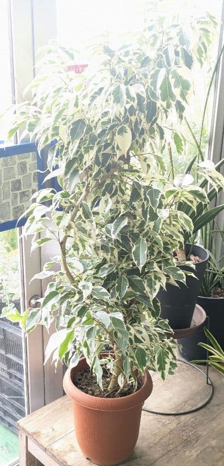 ❀Mints プロフ見て下さい¨̮♡︎様❀ フィカスベンジャミンスターライト