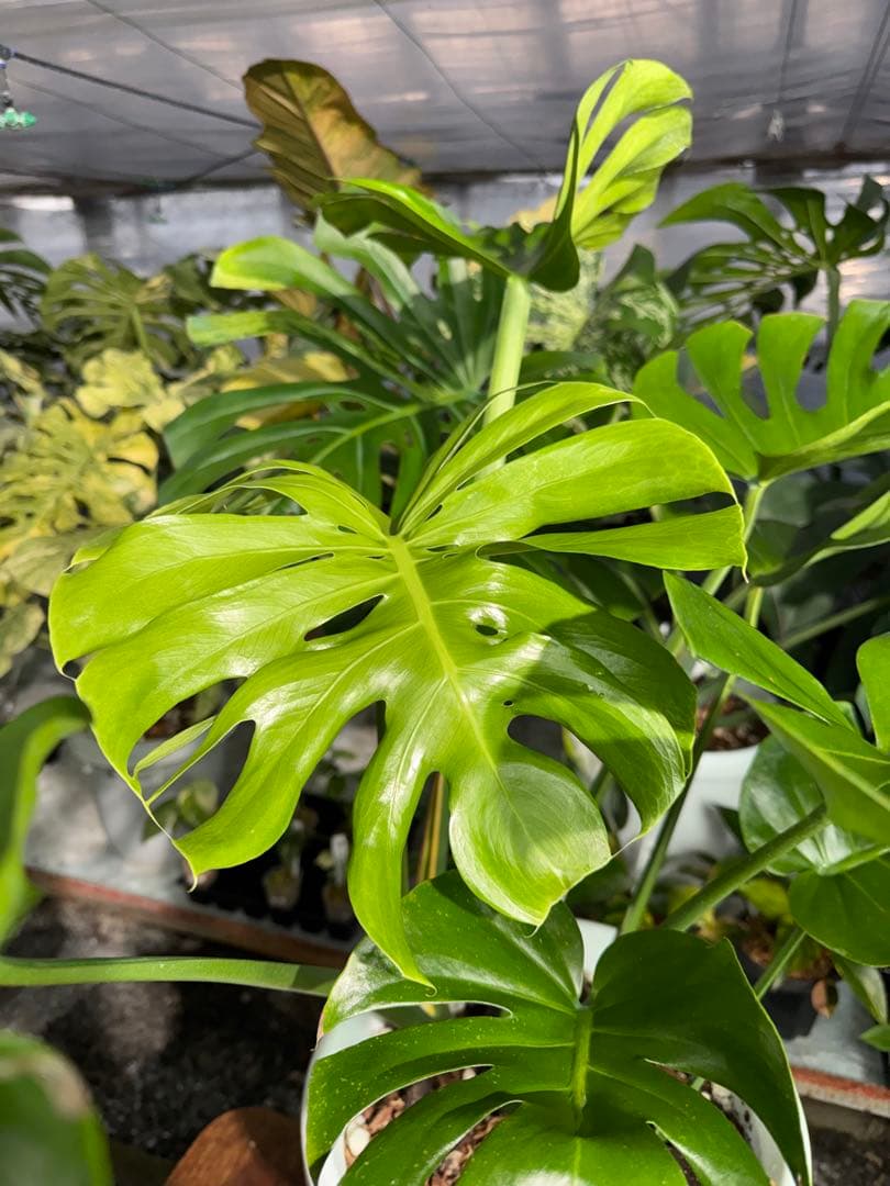 モンステラ　デリシオーサ　インテリア用実生何となく丸葉　180梱包サイズ送料無料