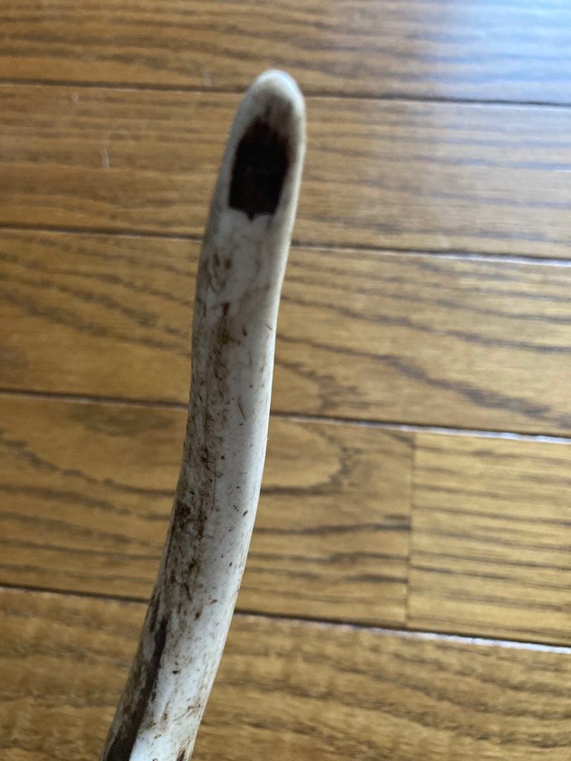 鹿の角　ハンドメイド素材　鹿のインテリア　鹿角特大サイズ　薬剤不使用